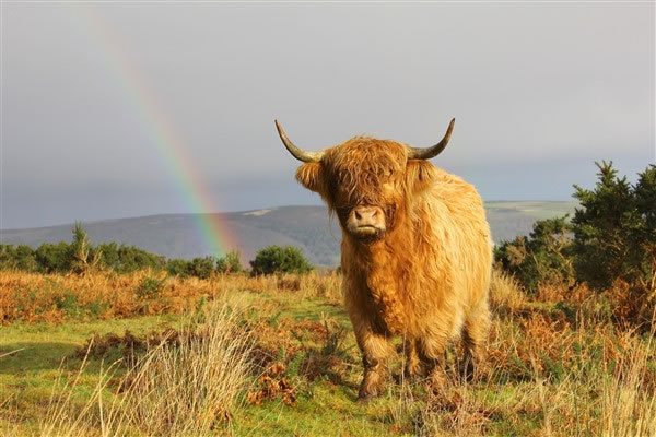 Professional photographs of highland cattle for sale
