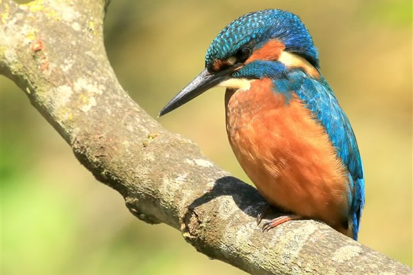 Photos of Kingfishers for sale prints, mounted and framed
