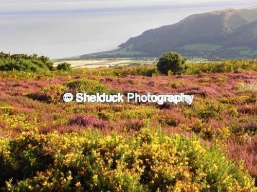 Heather and Gorse
