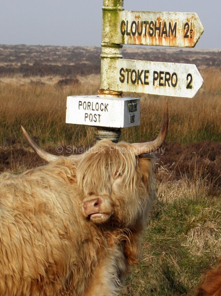 Highland Cow at Porlock Post